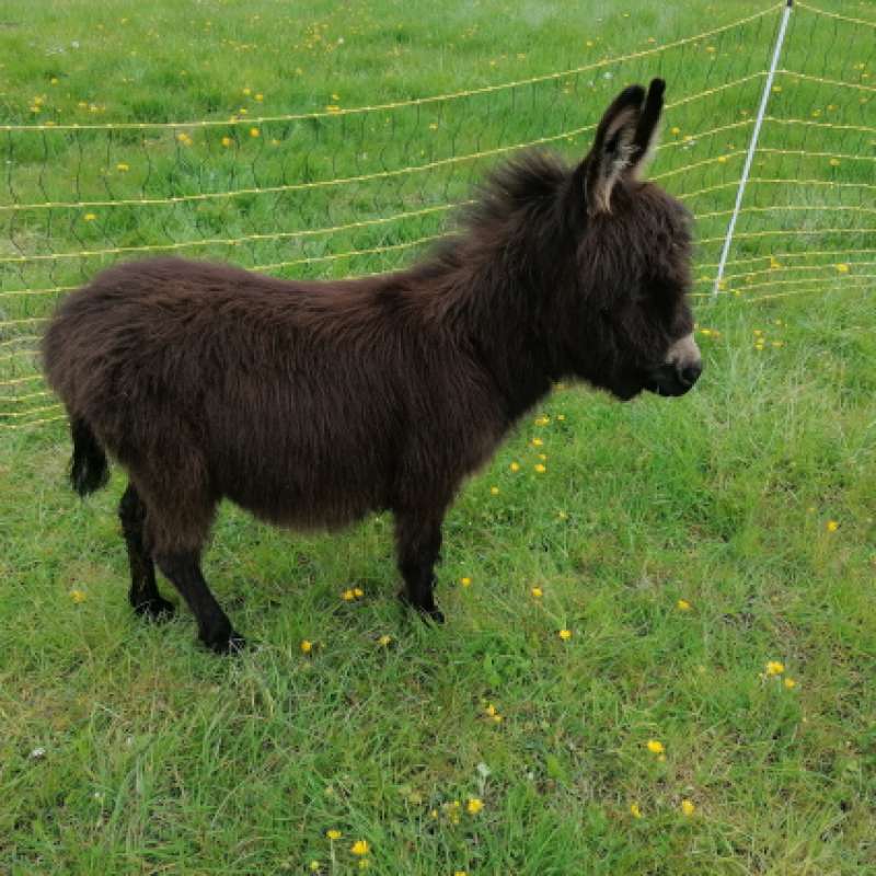 La contrée des minis  Ferme pédagogique la Contrée des Minis