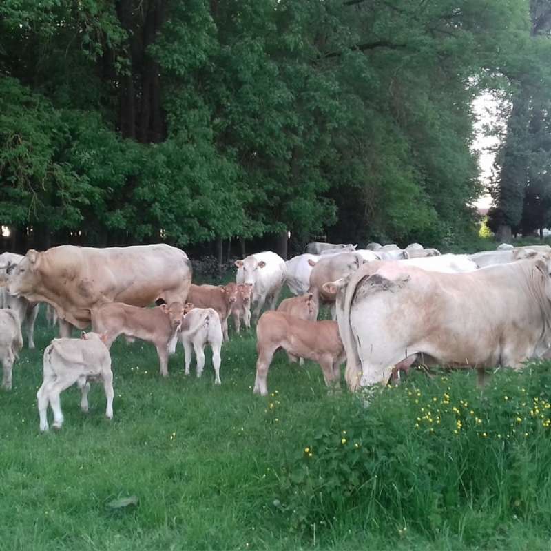 Ferme_d_Alteville  GAEC d'Alteville