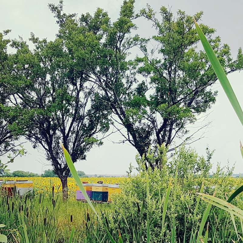 Wendy_PFAUWADEL  Les ruchers de Wendy