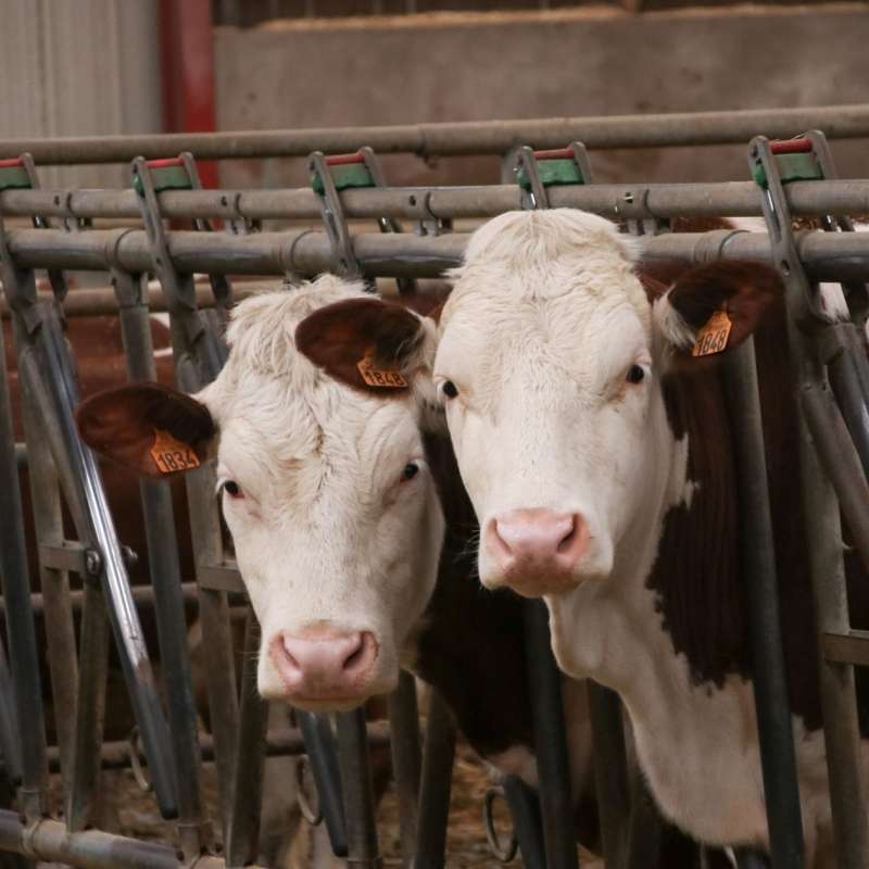 Lid Sirkis Gaec des Tormentilles