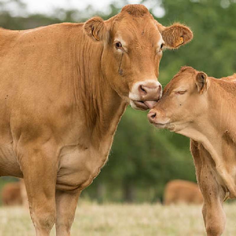 Ferme Streiff Ferme Streiff
