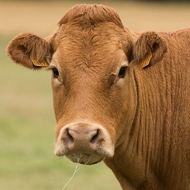 Ferme Streiff Ferme Streiff