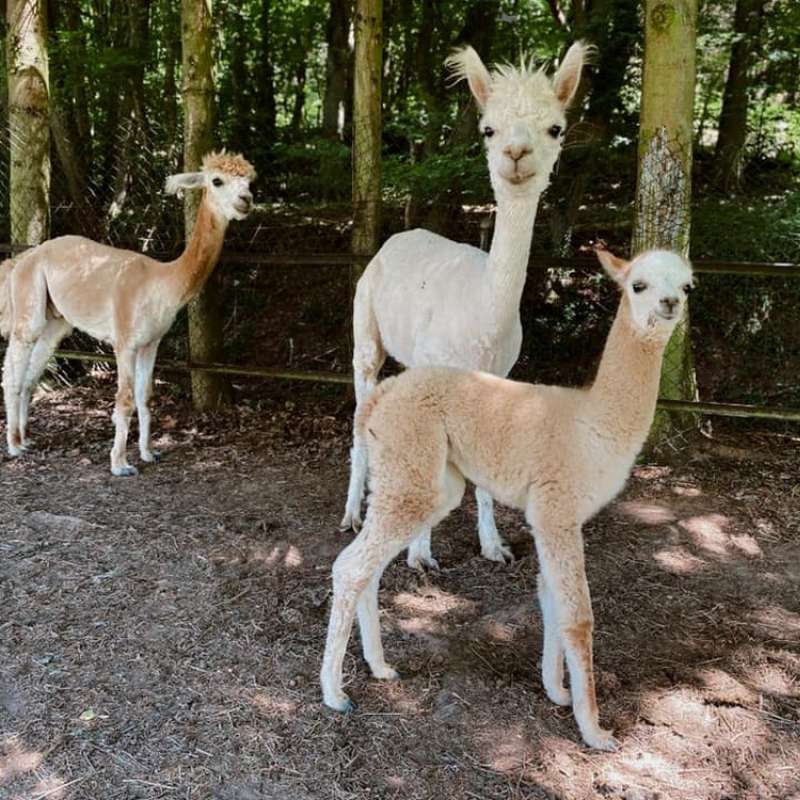 Facebook Ferme de la petite vallée  Ferme de la petite vallée