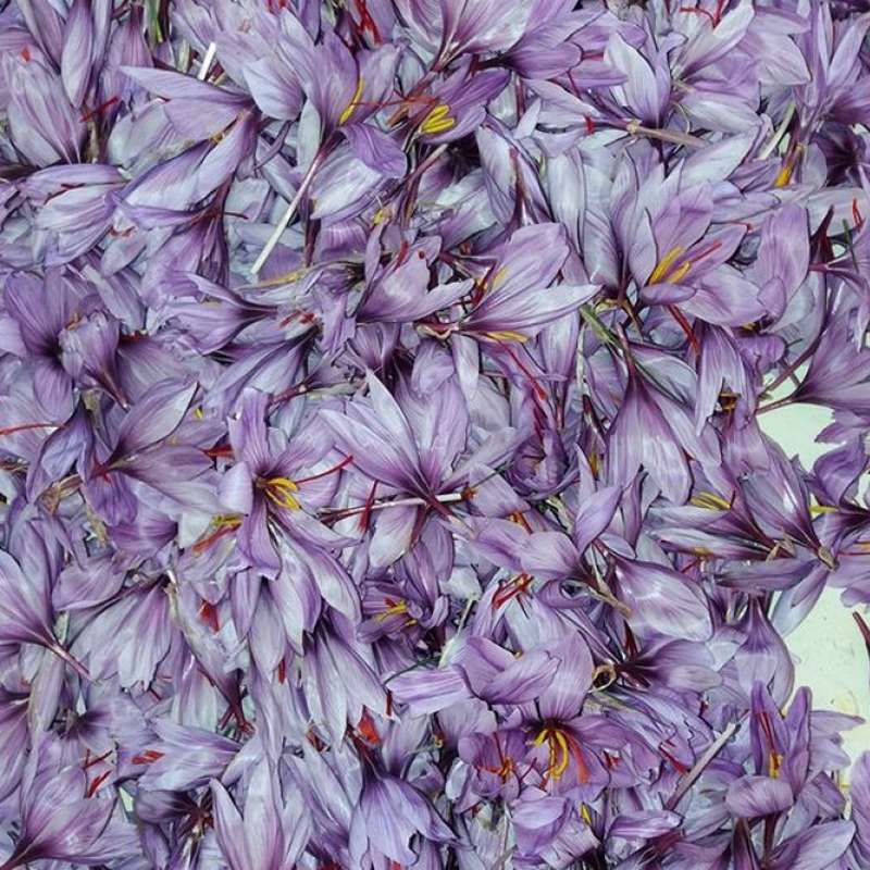 Betty Losson Betty nature le safran longevillois