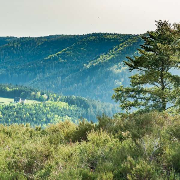 Maison forestière du Jaegerhof