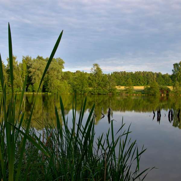 Les marais du Warndt