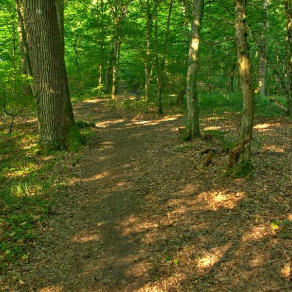 Les quatre seigneurs