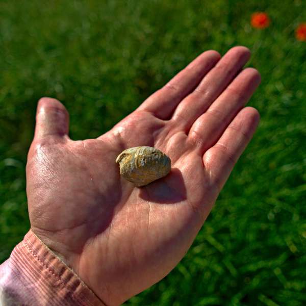 Le plateau des gryphées