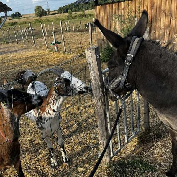 Ferme pédagogique de Zellen