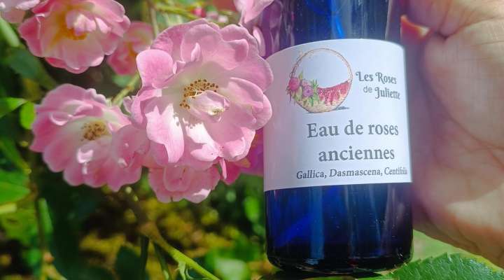 Les Roses de Juliette