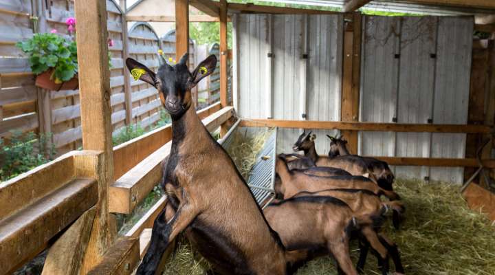 Visite de la chèvrerie de l'Est