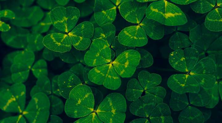 Soirée Saint-Patrick