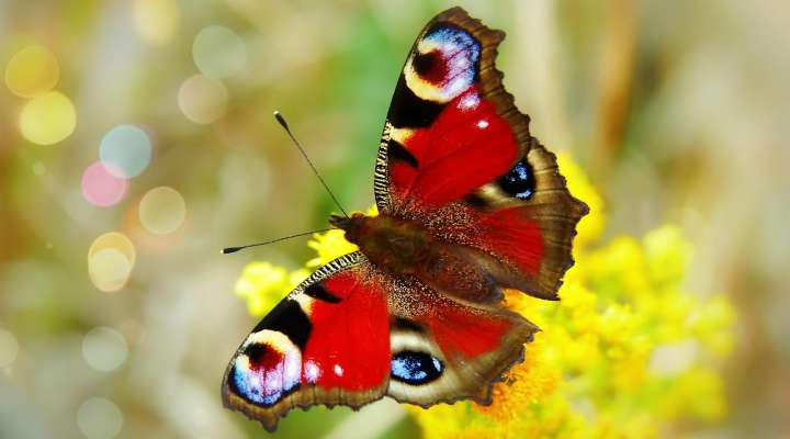 Animation papillons