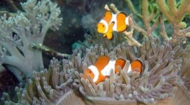 Aquarium d'Amnéville