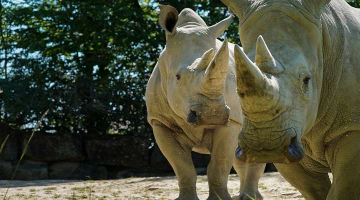 ZOO D'AMNÉVILLE