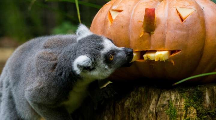 Festival Bêtes & Sorcières "Les Animaux de la Peur"
