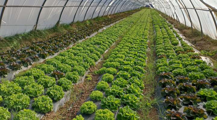 Les jardins d'Husange