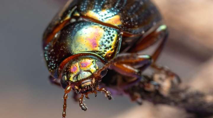 Animation Le super-pouvoir des insectes