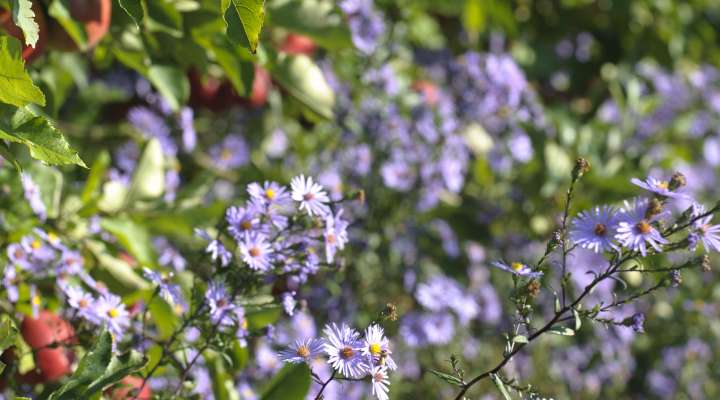 LES JARDINS FRUITIERS DE LAQUENEXY