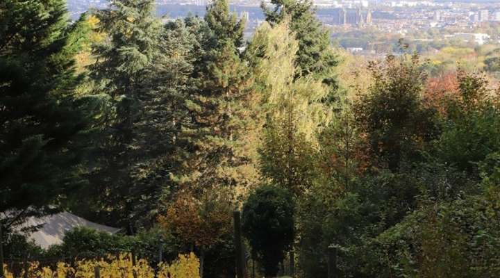 Les pelouses calcaires de la Taye aux Vaches