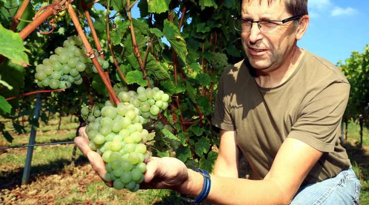 Domaine Sommy