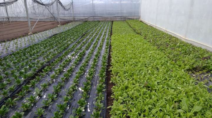 Les jardins du Val de Moselle