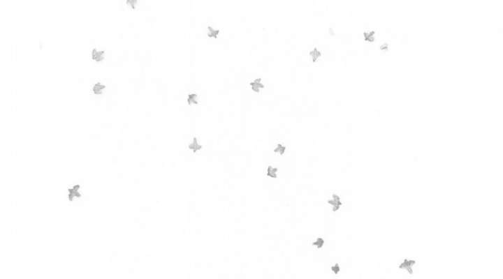 Exposition - Murmurations