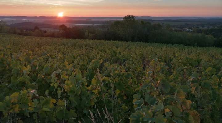 Balade apéro dans les vignes