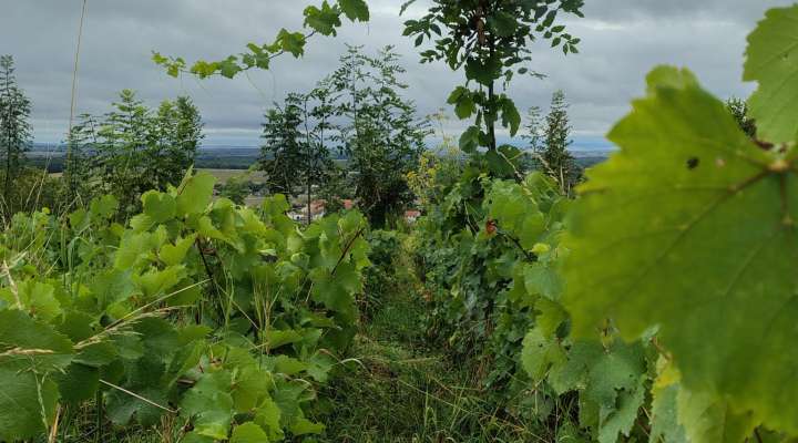 Balade apéro dans les vignes