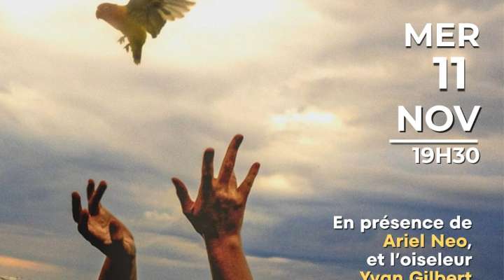 Projection - Les Oiseaux de pluie