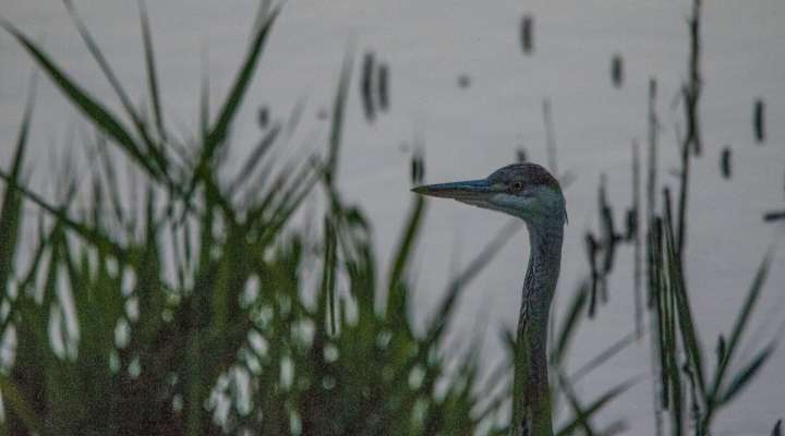 Randoland aux étangs de Hoste