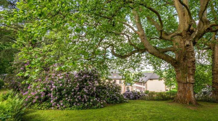 Un soir d'été - Plantes sauvages et douceur estivale
