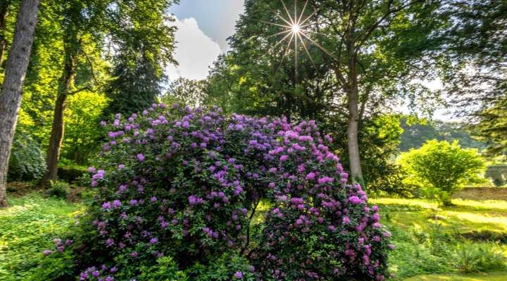 Visite historique et sensible du parc du château d’Hausen