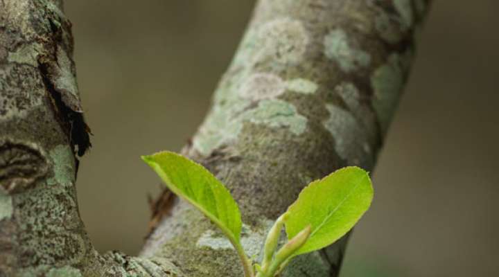Au coeur des plantes sauvages