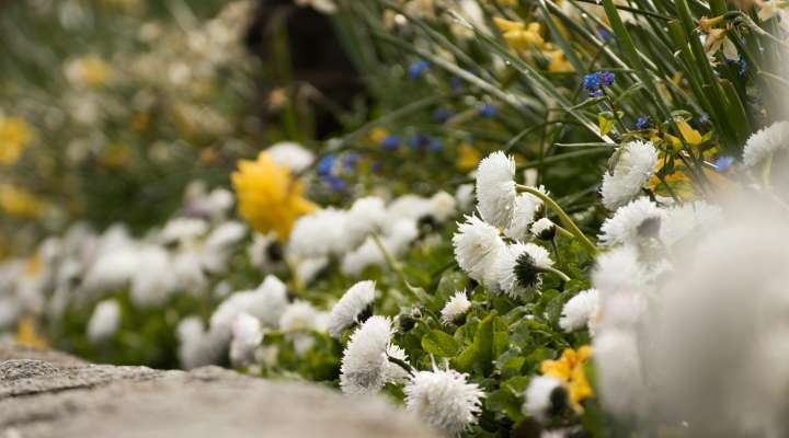 Atelier pépinière - limiter le désherbage dans les massifs