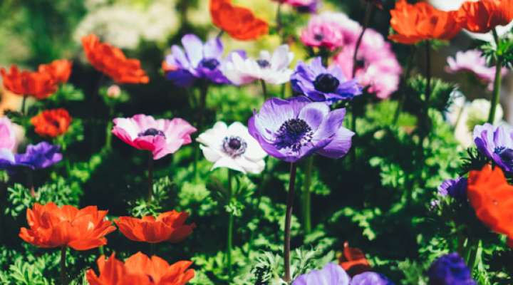 Atelier pépinière - limiter le désherbage dans les massifs