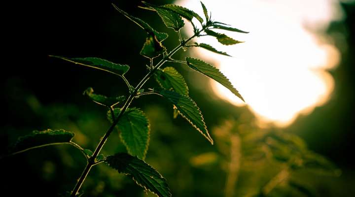 Découverte des plantes du printemps