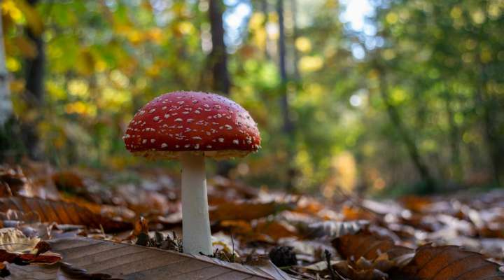 Conférence sur les champignons