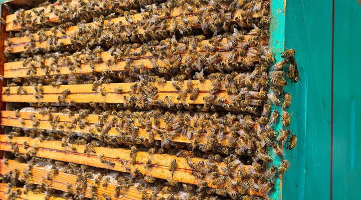 Conférence sur le frelon asiatique