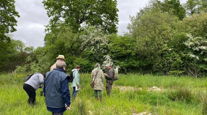 Découverte des plantes sauvages des milieux humides