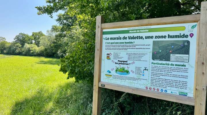 Découverte des plantes sauvages des milieux humides