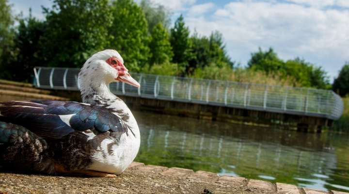 Boucle de Châtillon