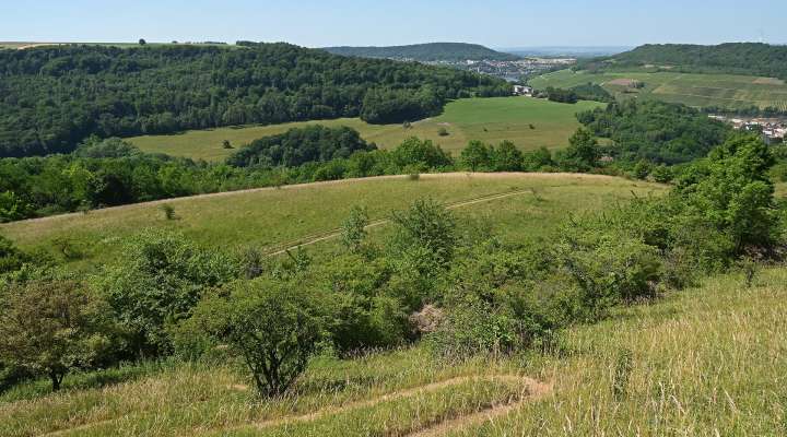 Pelouses calcaires d'Apach et de Merschweiller