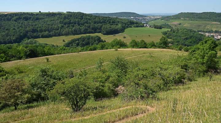 PELOUSES CALCAIRES D'APACH ET DE MERSCHWEILLER