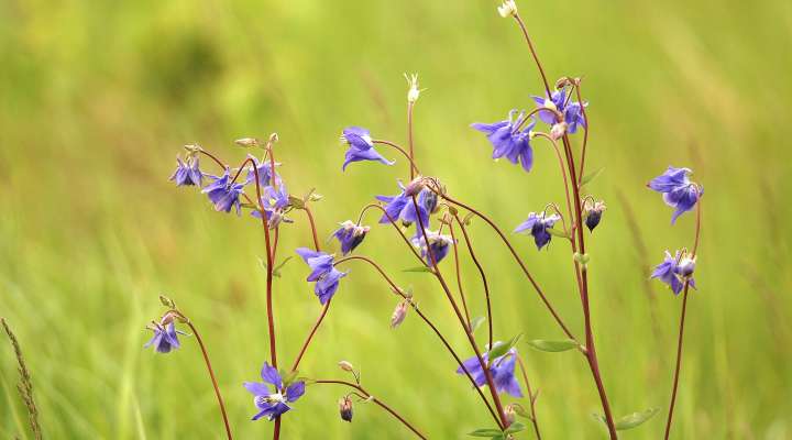 Maison de la nature des Trois Frontières