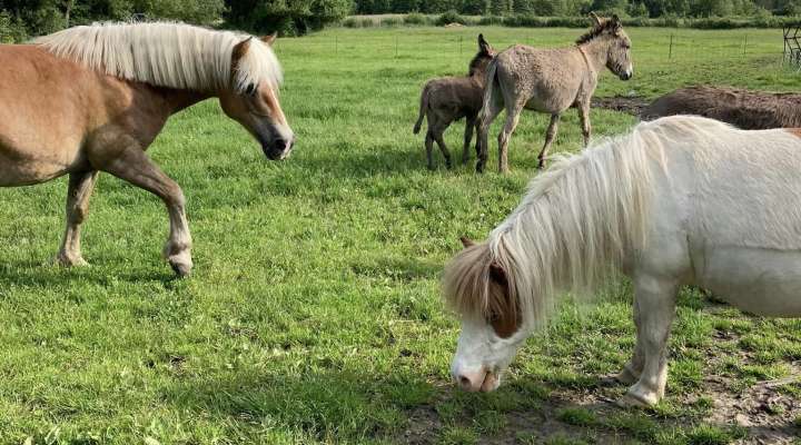 La campagne du pony ranch