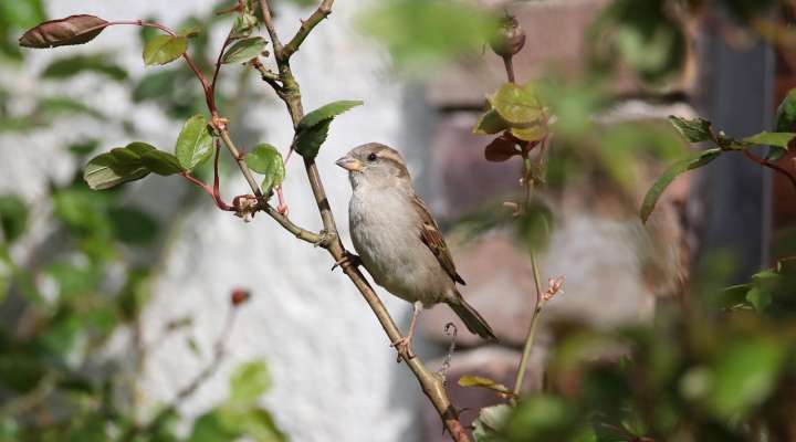Balade : survie hivernale