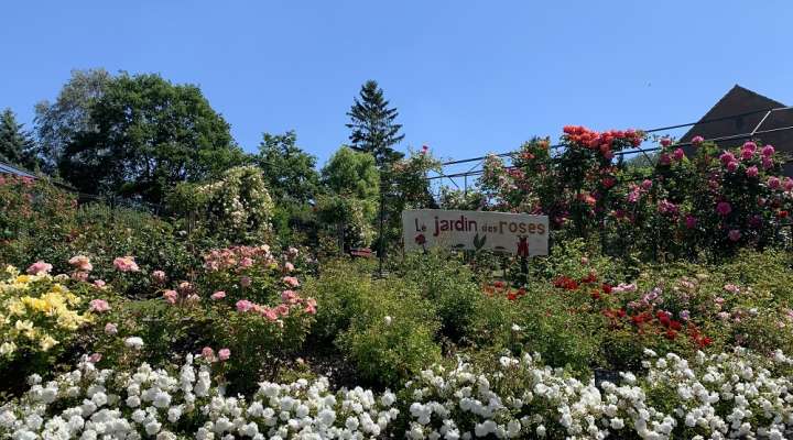Jardin des roses