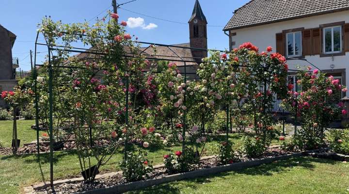 Jardin des roses