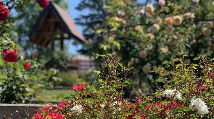 Jardin des roses